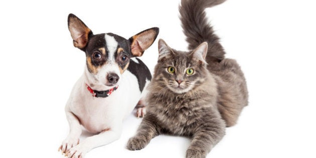 An adorable Chihuahua dog and a pretty gray color tabby cat laying together