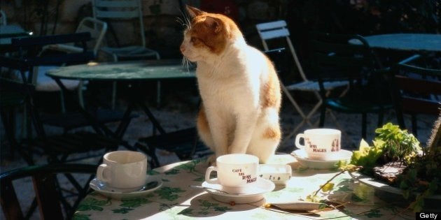 パリの 猫カフェ 計画に動物愛護活動家が抗議 ハフポスト