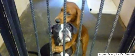 犬語辞書 これであなたも犬の気持ちがわかる 笑顔の意味は ハフポスト Life