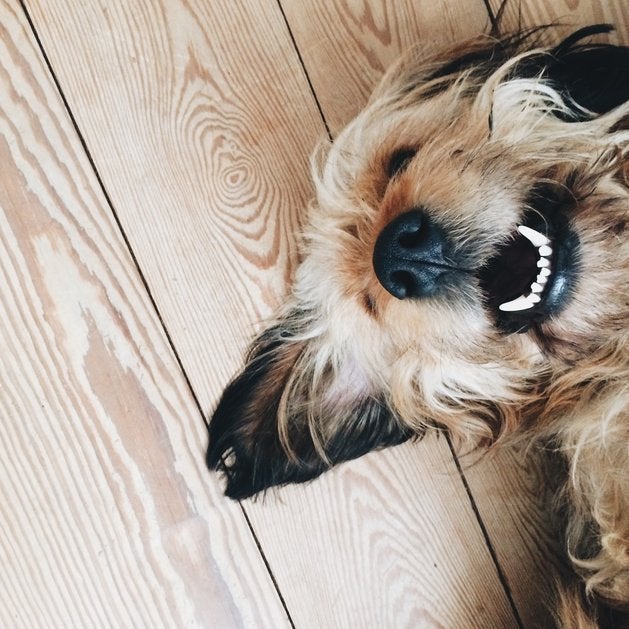 犬語辞書 これであなたも犬の気持ちがわかる 笑顔の意味は