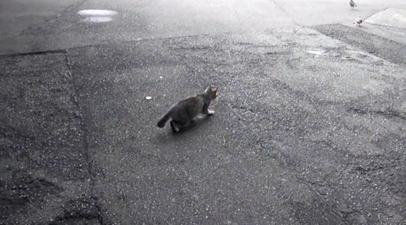 鳩を捕らえ損なった猫 さりげなく失敗をごまかす ハフポスト Life