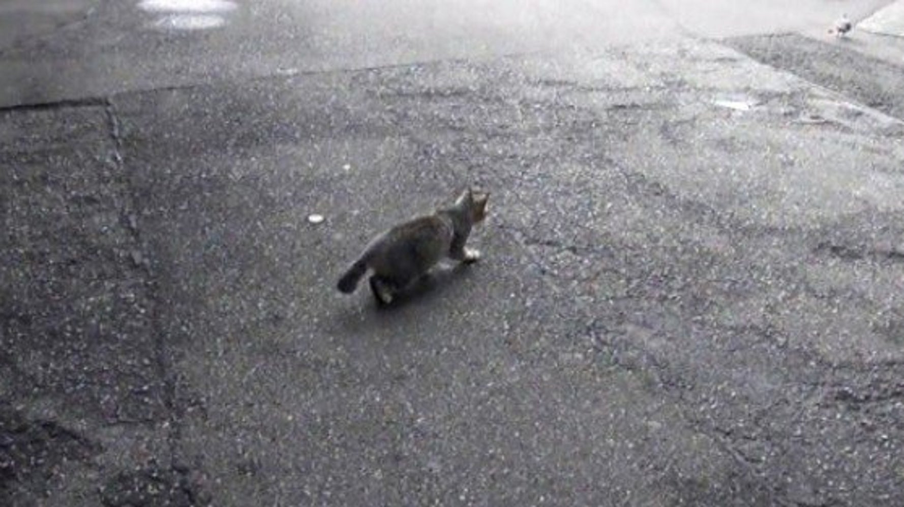 鳩を捕らえ損なった猫 さりげなく失敗をごまかす ハフポスト Life