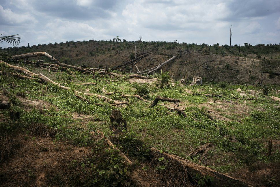 リベリア北部、ロファ郡のアブラヤシ農園で進む森林破壊。ロファ郡は世界でも有数の生物多様性に富んだ地域だ。
