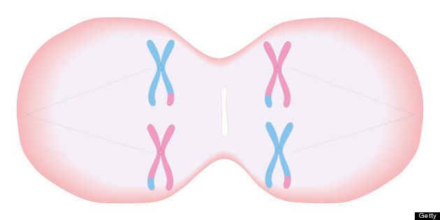 Cross section biomedical illustration of meiosis where each duplicated chromosome has a mixture of genetic material and threads forming in cell to pull apart the pairs of chromosomes