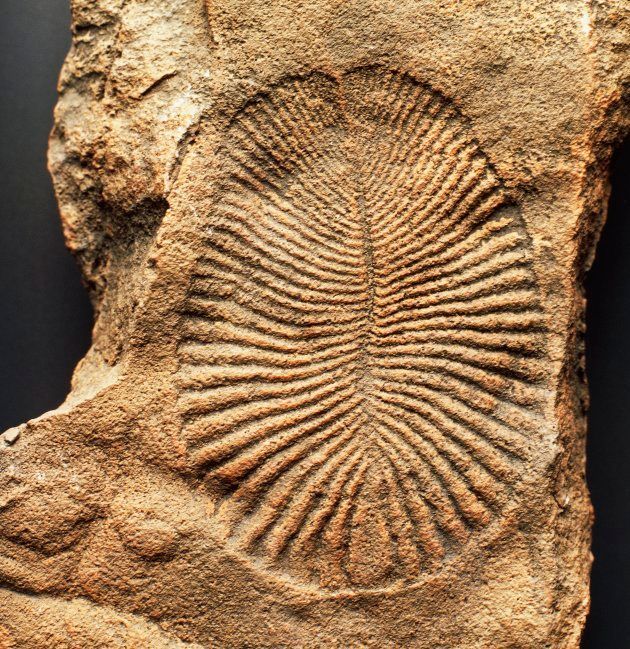 ディッキンソニアの化石