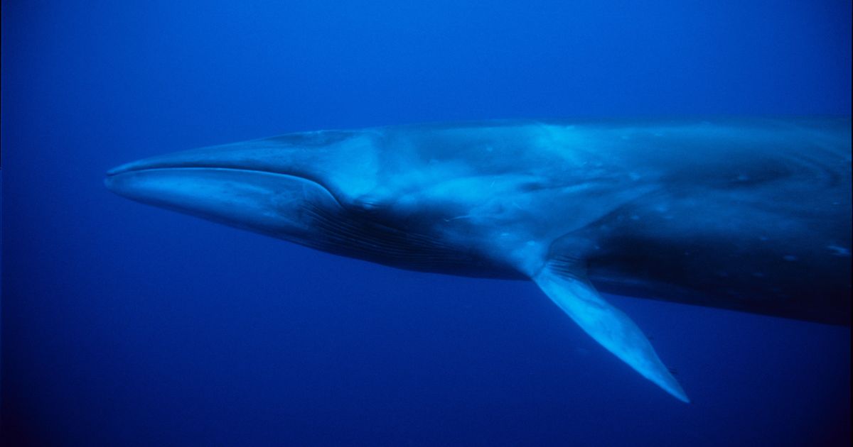 解説 イワシクジラ調査捕鯨による鯨肉流通はワシントン条約違反 ハフポスト World