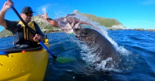 タコをくわえたアシカに顔面をバシーン！