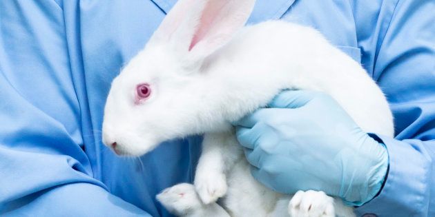 Researcher holds experimental white rabbit