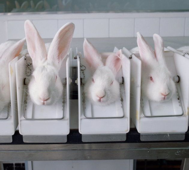 実験のために拘束されるウサギのストック写真