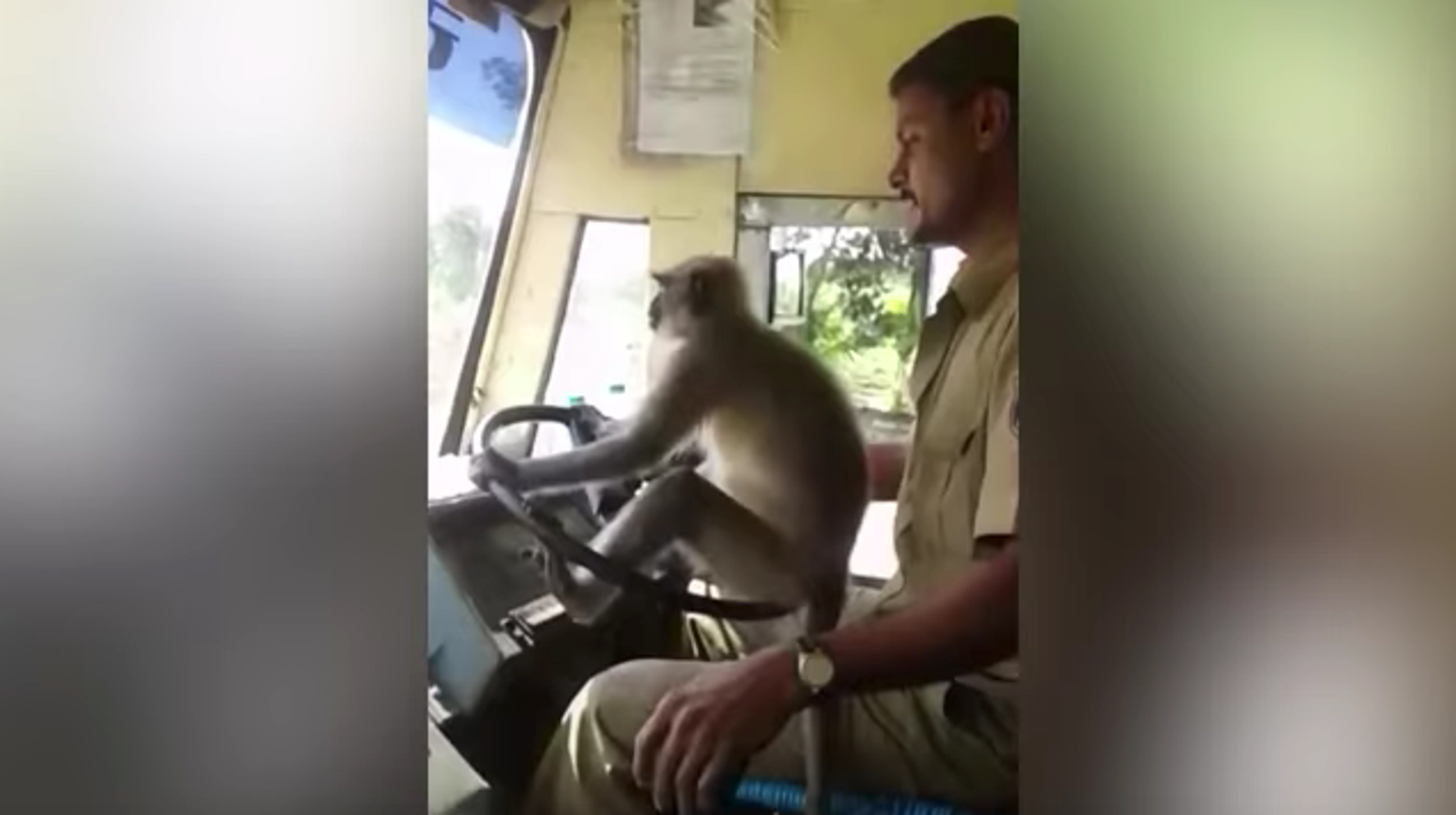 サルでも運転できる ハンドルを握らせたインドのバス運転手が停職に 動画 ハフポスト World