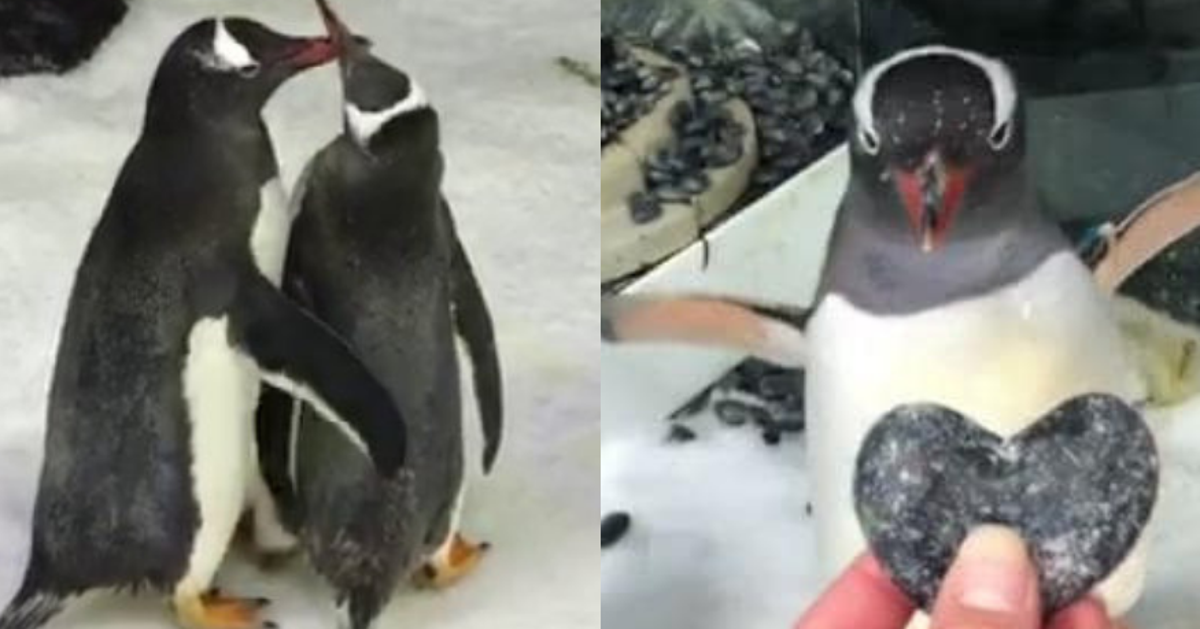 ゲイのペンギンカップル、仲良く子育て中。飼育員「2匹は素晴らしい