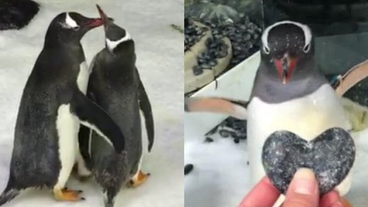 Pengin Pengin
