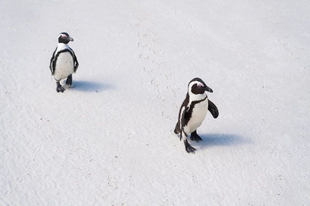 It's breeding season at Sydney Aquarium and this year the same-sex penguin