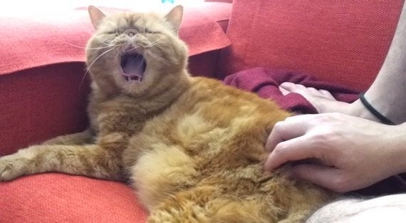 隠しモードを搭載した猫 スイッチonでもれなく舌を出す ハフポスト Life 隠しモードを搭載した猫 スイッチonでもれなく舌を出す ハフポスト Life