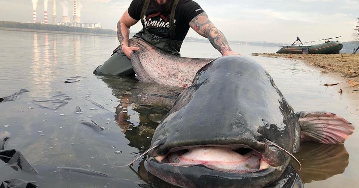 巨大ナマズを釣り上げたぞ なんと重さ100キロ以上 ポーランドの男性 国内新記録では ハフポスト