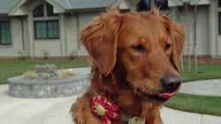 死を目の前にした女性は、セラピー犬の呼びかけに......（動画）