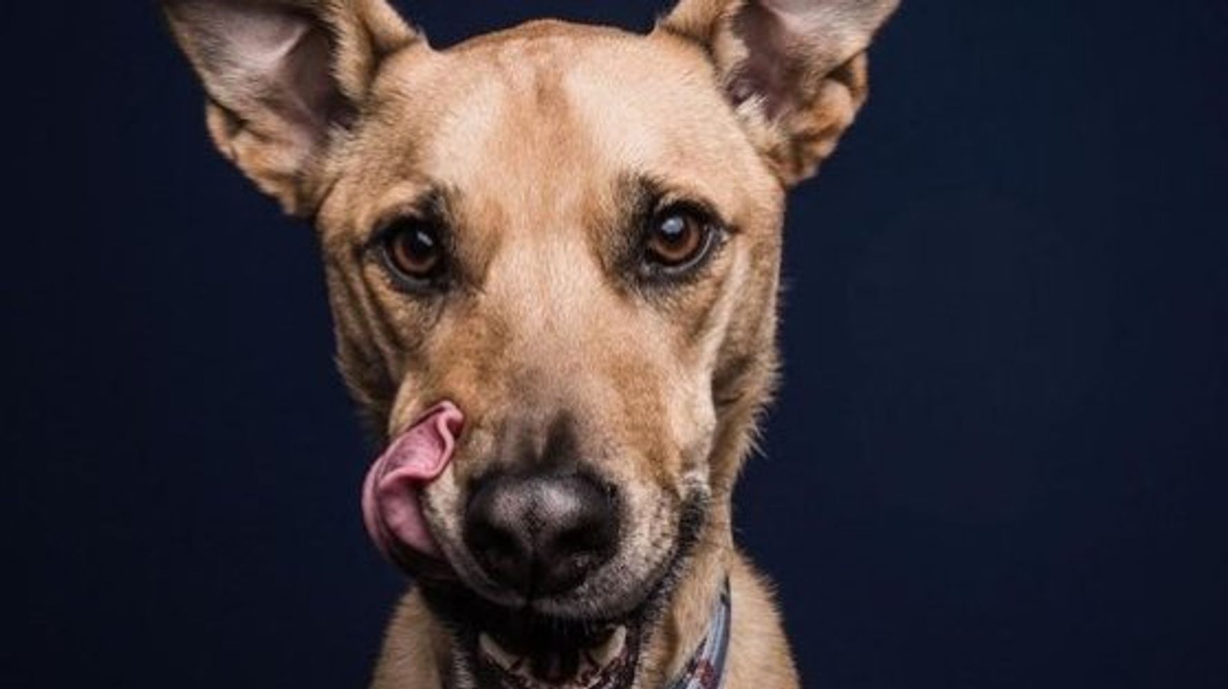 ピーナッツバターをペロリ 犬の写真集に込められた思いとは ハフポスト Life