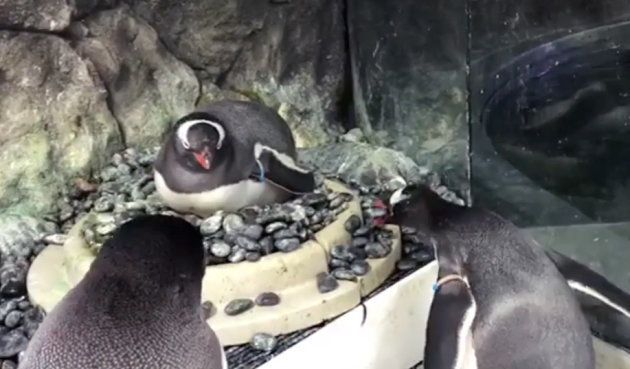 As the mating season approached at Sea Life Sydney Aquarium, same-sex penguin couple have started to collect 'ice pebbles' to create a nest in their spot as they foster their first baby.