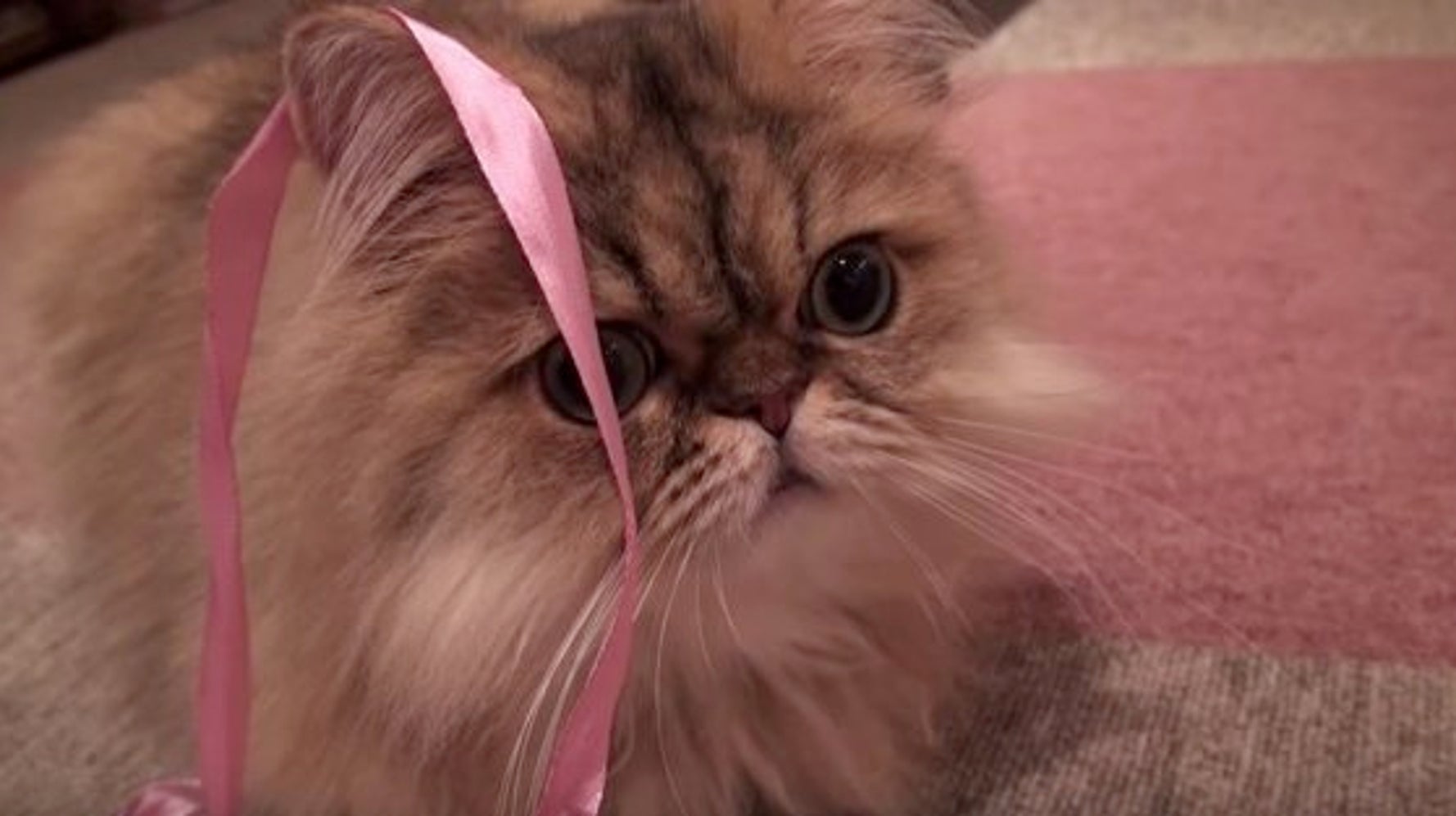 猫が かわいいー と鳴いています 本当です 動画 ハフポスト Life 猫が かわいいー と鳴いています 本当です 動画 ハフポスト Life