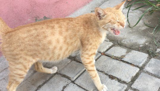 明るい黄土色の猫が眠そうにあくびをしている。お腹が膨らんでおり、妊娠しているようです。街では身重のネコを見かけます。（2018年6月）