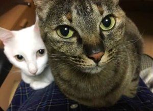 仲良く顔を揃えてこちらを見ている日本の自宅にいる「ふく」と「なる」。「ふく」はキジトラ模様、「なる」は白い猫。（2017年5月）