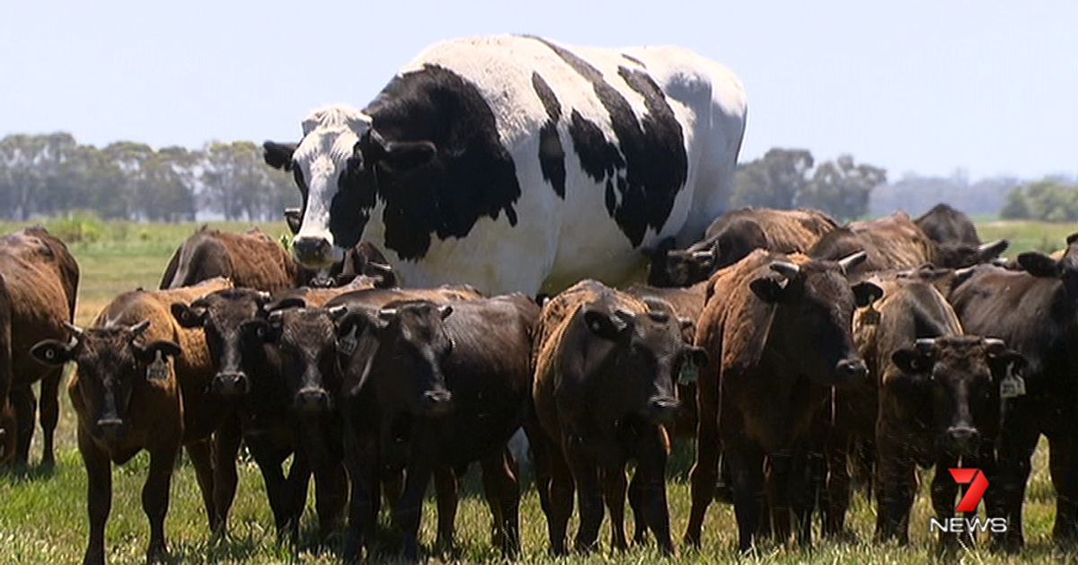 巨大な牛がオーストラリアに出現 大きくなりすぎて命が助かる ハフポスト
