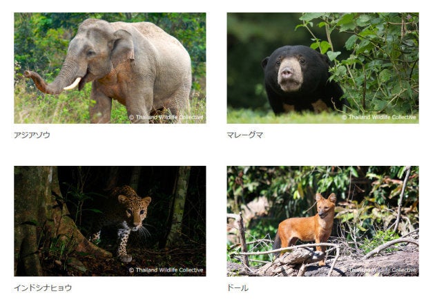 WWF Japan