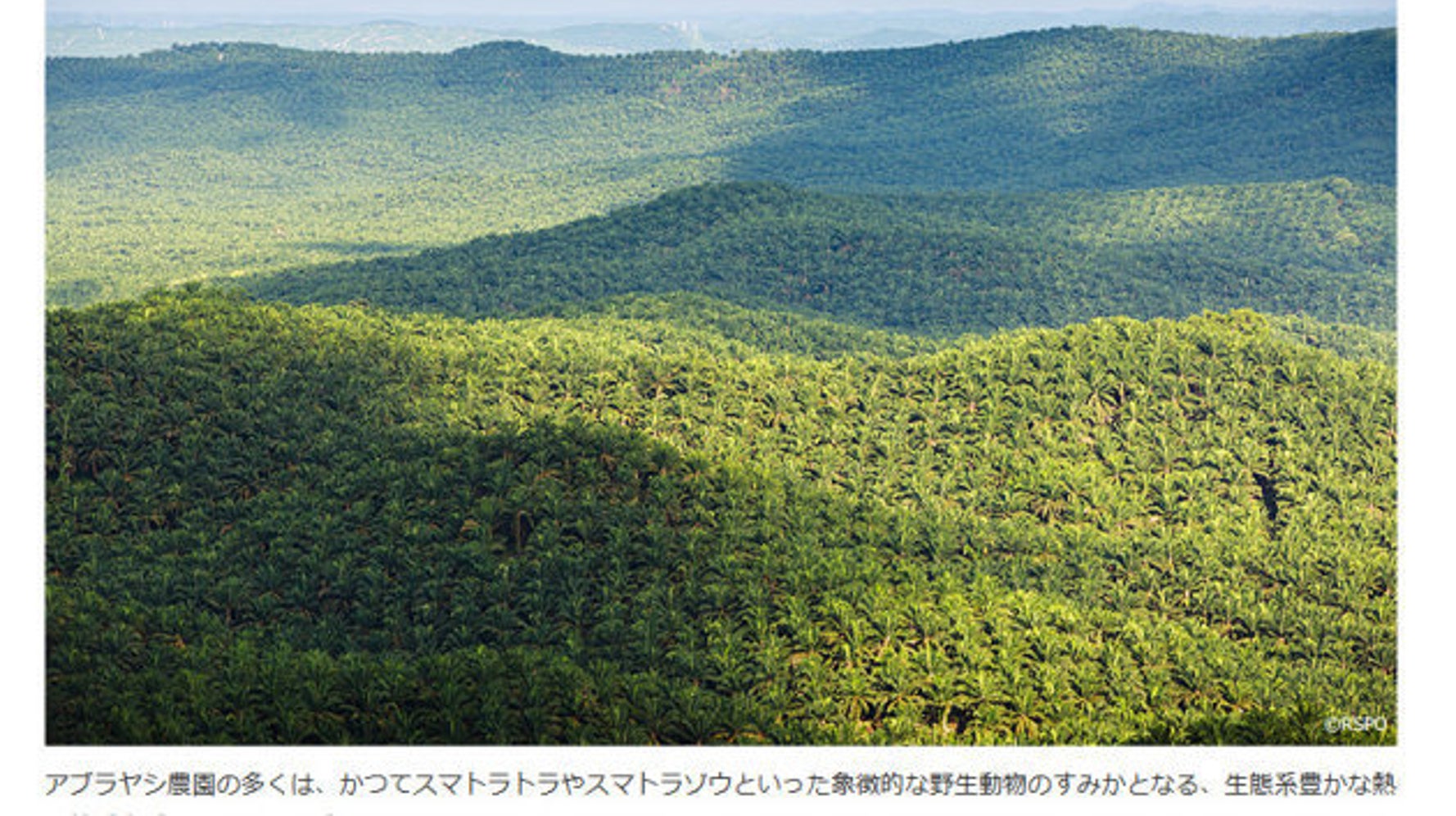 スマトラ島の森を守る パーム油の小規模農家支援 ハフポスト