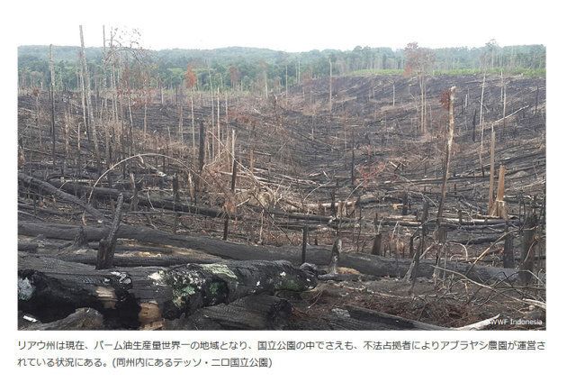 スマトラ島の森を守る パーム油の小規模農家支援 ハフポスト