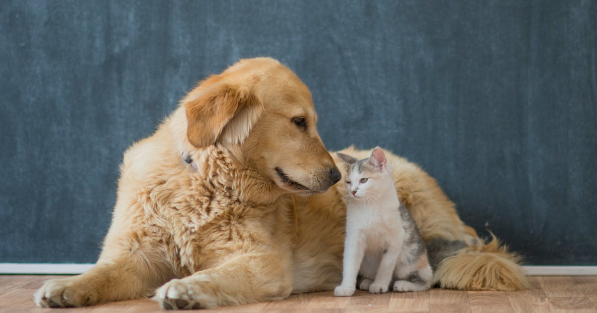 繁殖された犬 猫 ウサギ ペットショップで販売禁止に カリフォルニア州が19年から ハフポスト