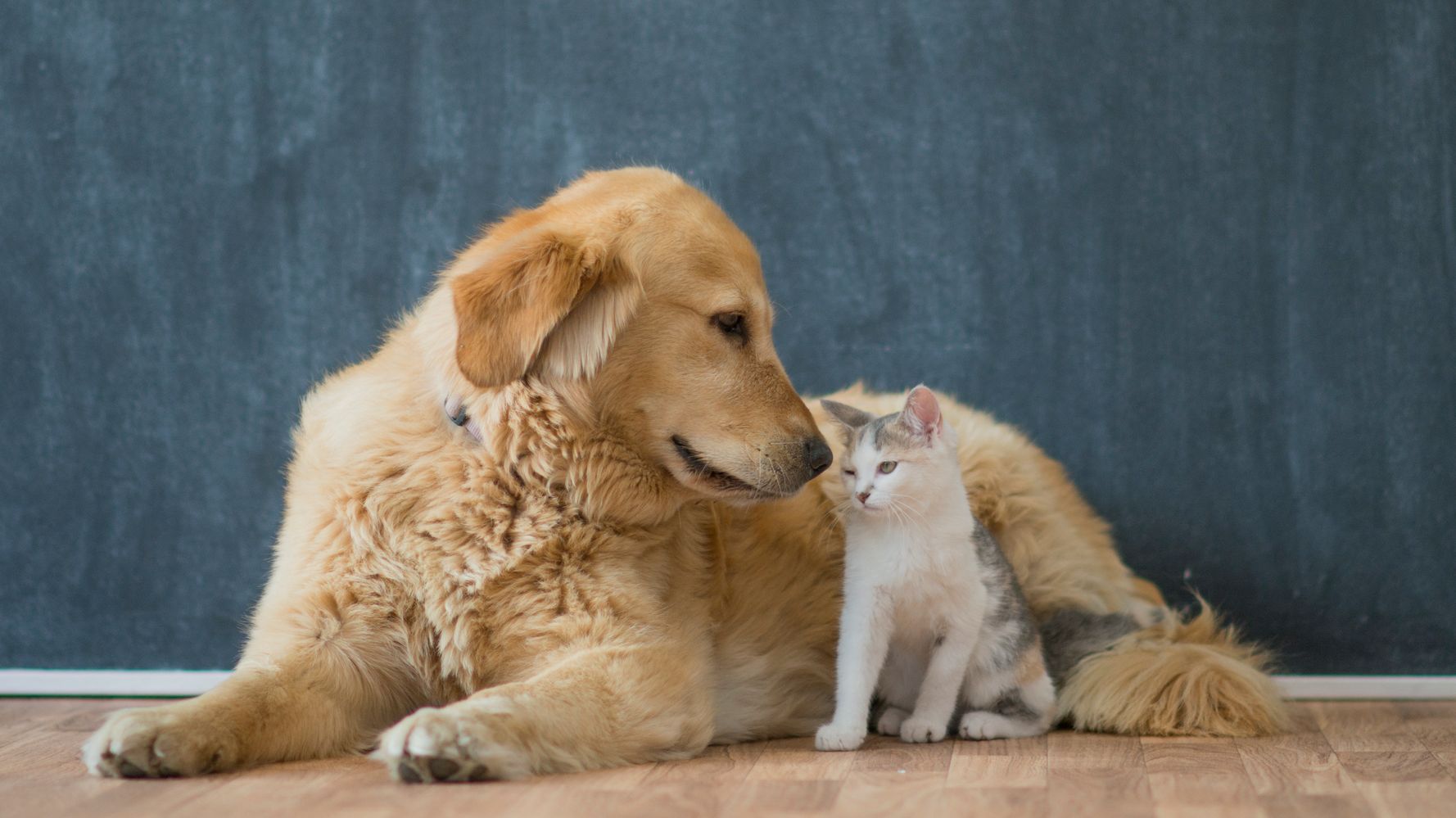 繁殖された犬 猫 ウサギ ペットショップで販売禁止に カリフォルニア州が19年から ハフポスト