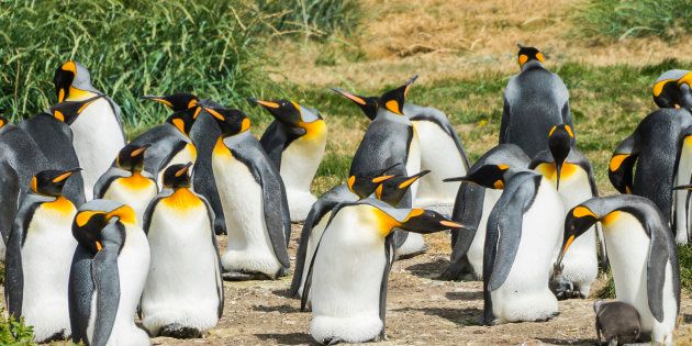 フエゴ島のキングペンギンのイメージ写真