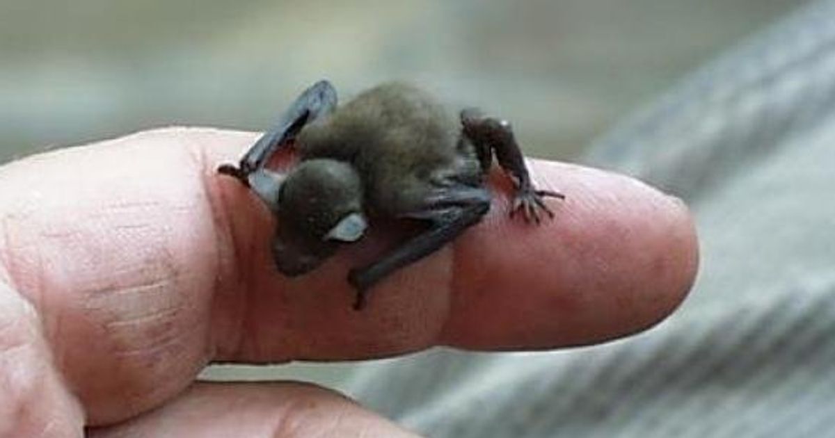 キティブタバナコウモリ Kitti S Hog Nosed Bat Japaneseclass Jp