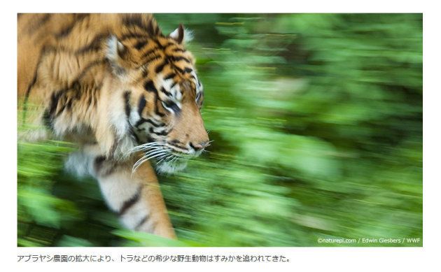WWF Japan