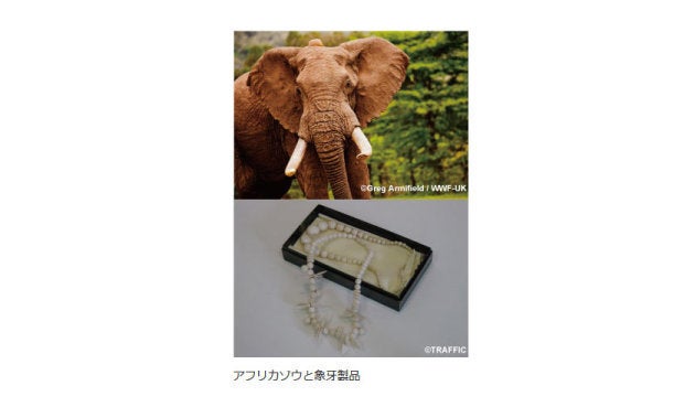 WWF Japan