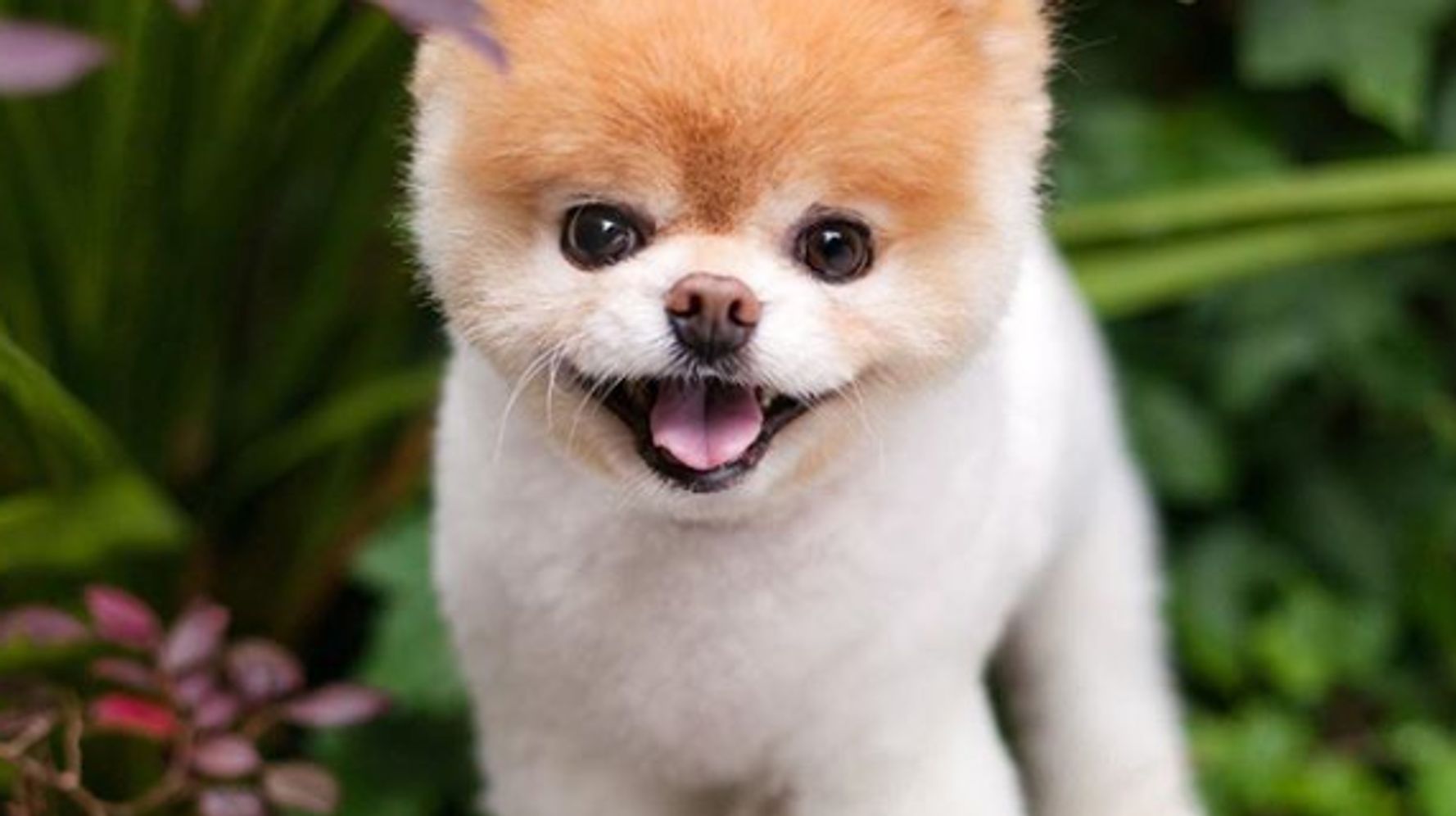 世界一かわいい犬 ポメラニアンの ブゥ 天国へ ハフポスト World