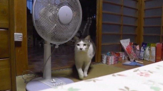 知らぬ間に横を向きたる扇風機 犯人まさかの猫シッポ ハフポスト Life