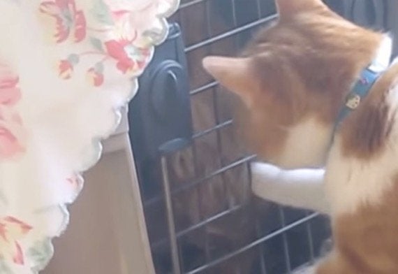 体調を崩した犬を心配する猫 キャリーの扉の鍵を開けて見舞う ハフポスト