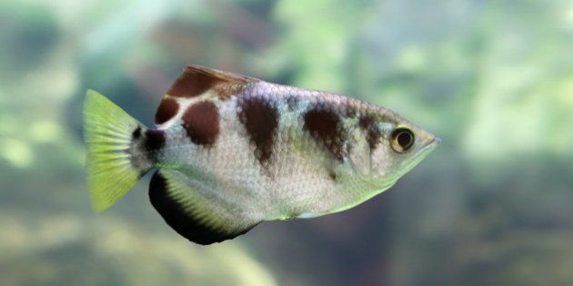Close-up view of a Banded Archerfish (Toxotes jaculatrix)