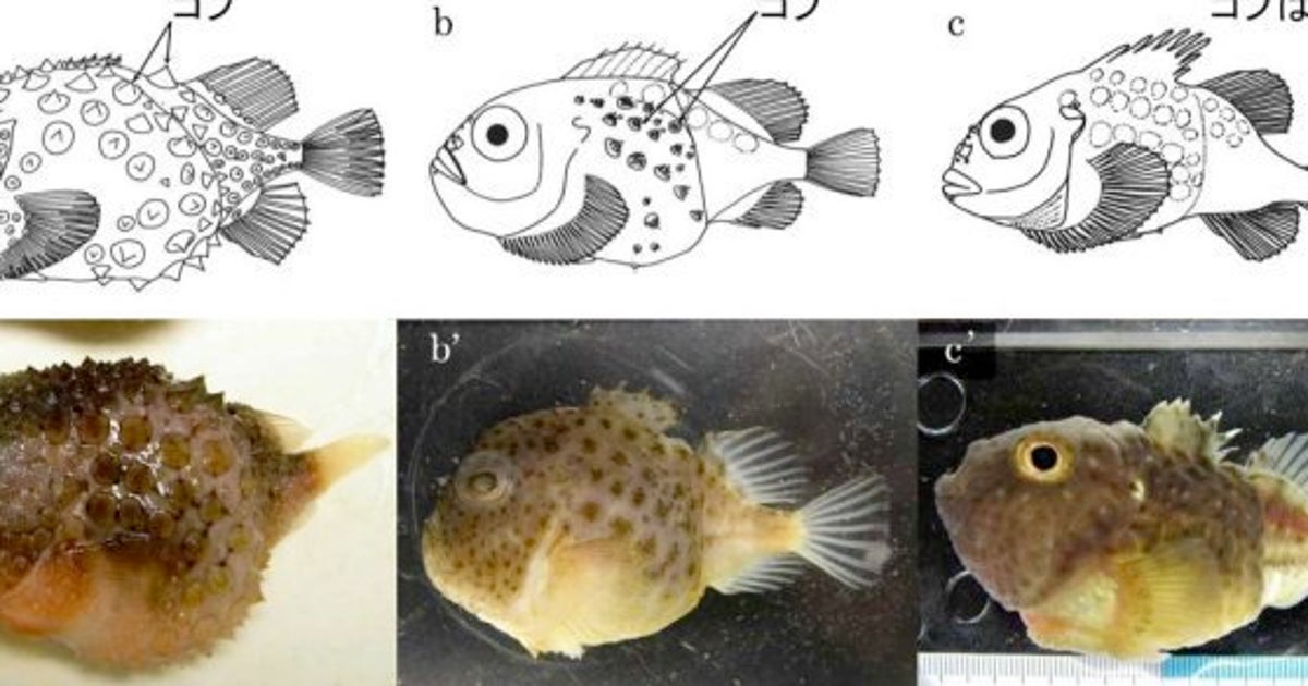 3種のダンゴウオは同種 を飼育で確認 ハフポスト 3種のダンゴウオは同種 を飼育で確認 ハフポスト