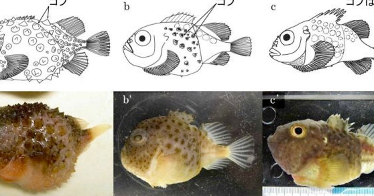 3種のダンゴウオは同種 を飼育で確認 ハフポスト