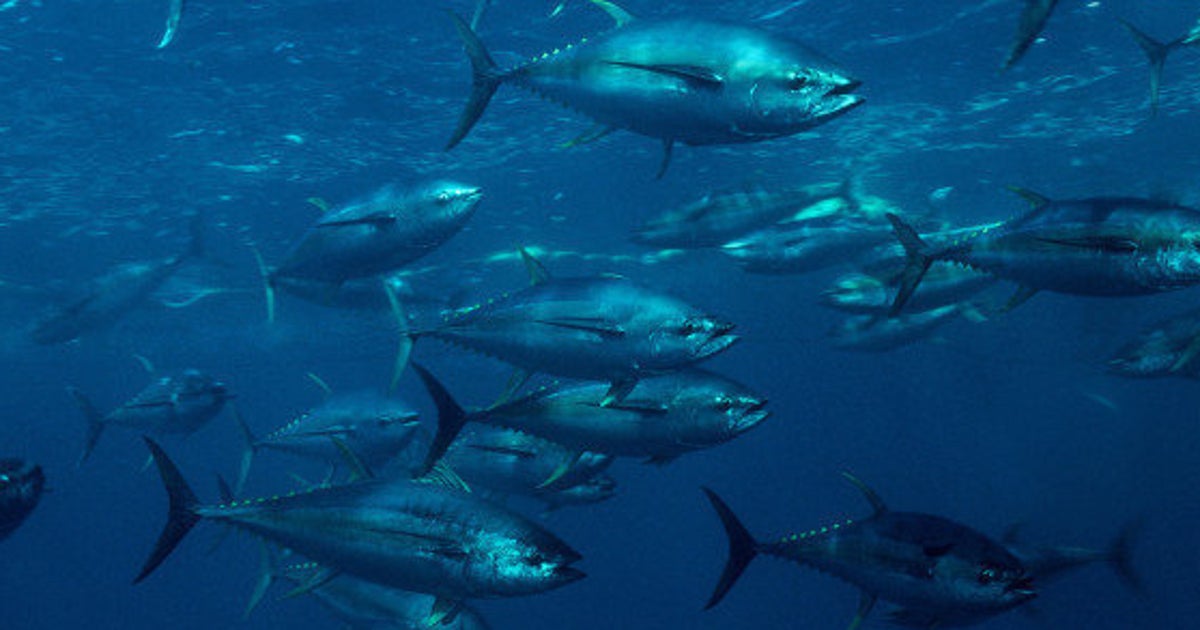カツオ マグロの入漁料 また大幅値上げ ツナ缶も価格上がる ハフポスト カツオ マグロの入漁料 また大幅値上げ ツナ缶も価格上がる ハフポスト
