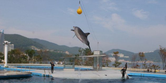 イルカ安住の地は 和歌山 太地町 追い込み漁 で捕獲され 韓国からトルコへ売られる5匹の運命 ハフポスト