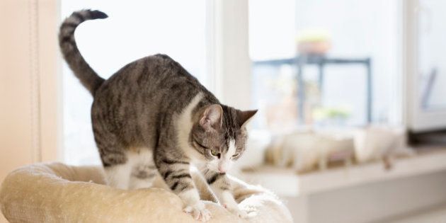 cute tabby cat kneading cushion at sunny day