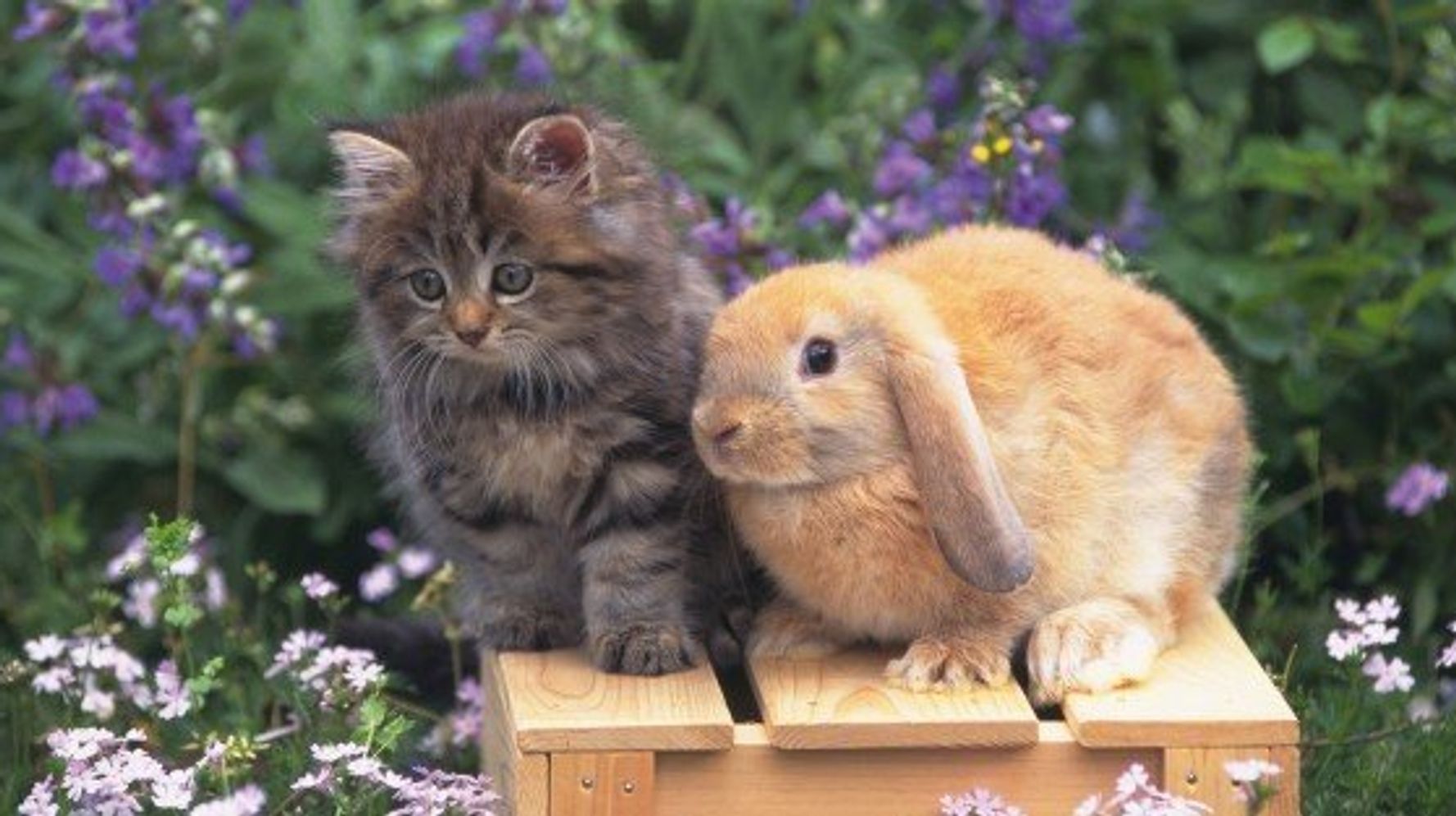 猫とウサギの仲良しすぎる関係にドキドキしちゃう 動画 ハフポスト Life