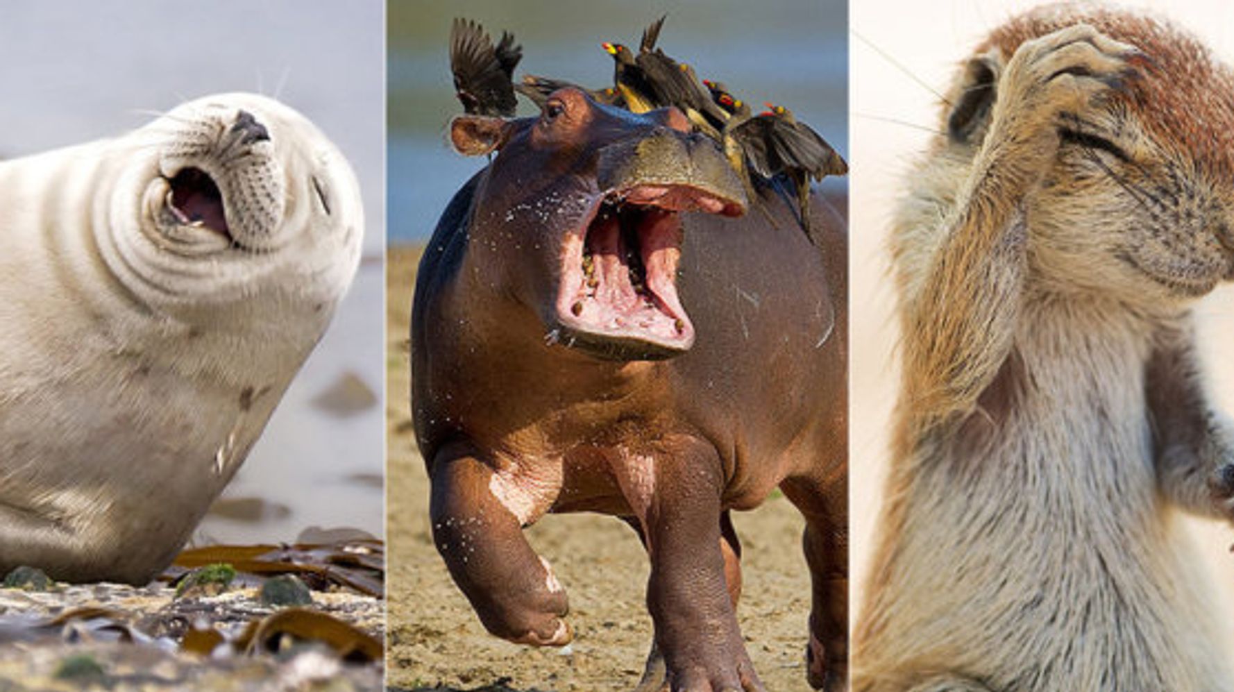 野生動物たちのおもしろ写真コンテスト 入選した写真の数々（画像集） ハフポスト LIFE