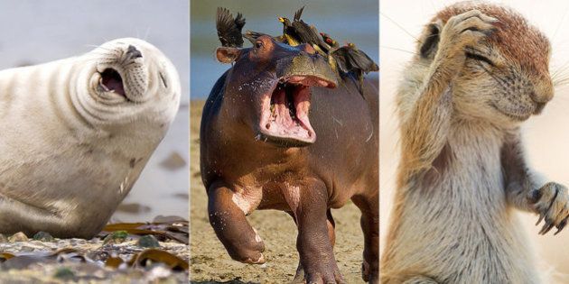 野生動物たちのおもしろ写真コンテスト 入選した写真の数々 画像集
