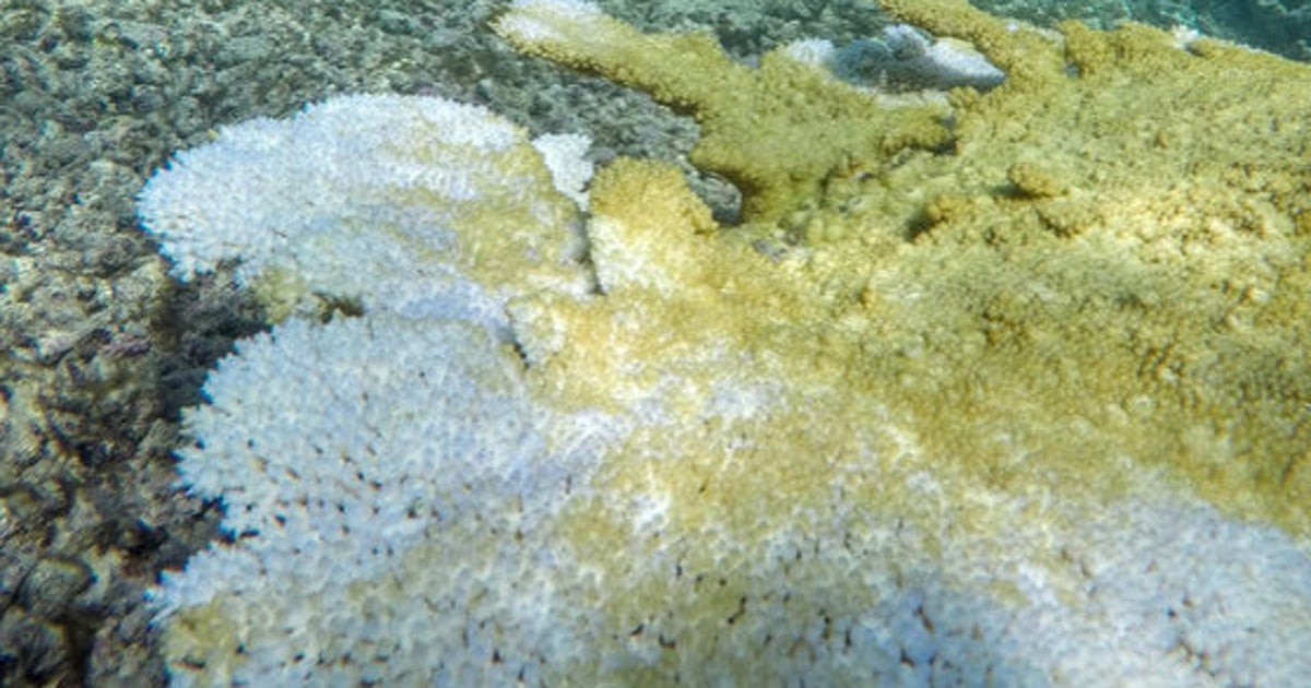 グレート・バリア・リーフ、3分の1以上が死滅した地域も 世界最大の