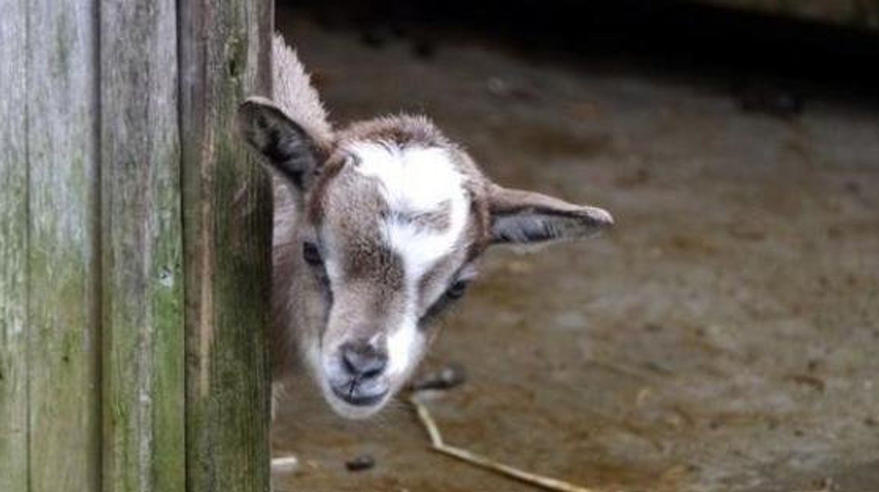 多摩動物公園で生まれた子ヤギが 家政婦は見た すぎる 画像 動画 ハフポスト Life