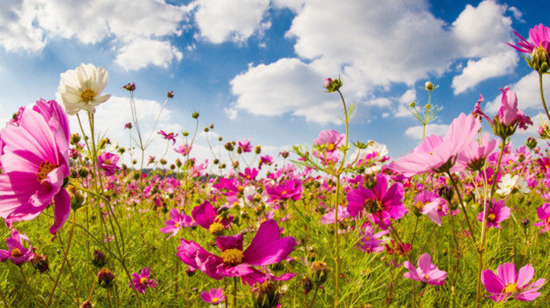 秋のコスモス畑がとってもきれい さあ 花散歩に出かけよう 画像 ハフポスト Life